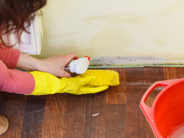 Mold Remediation for Vacation Homes in Bronte, TX